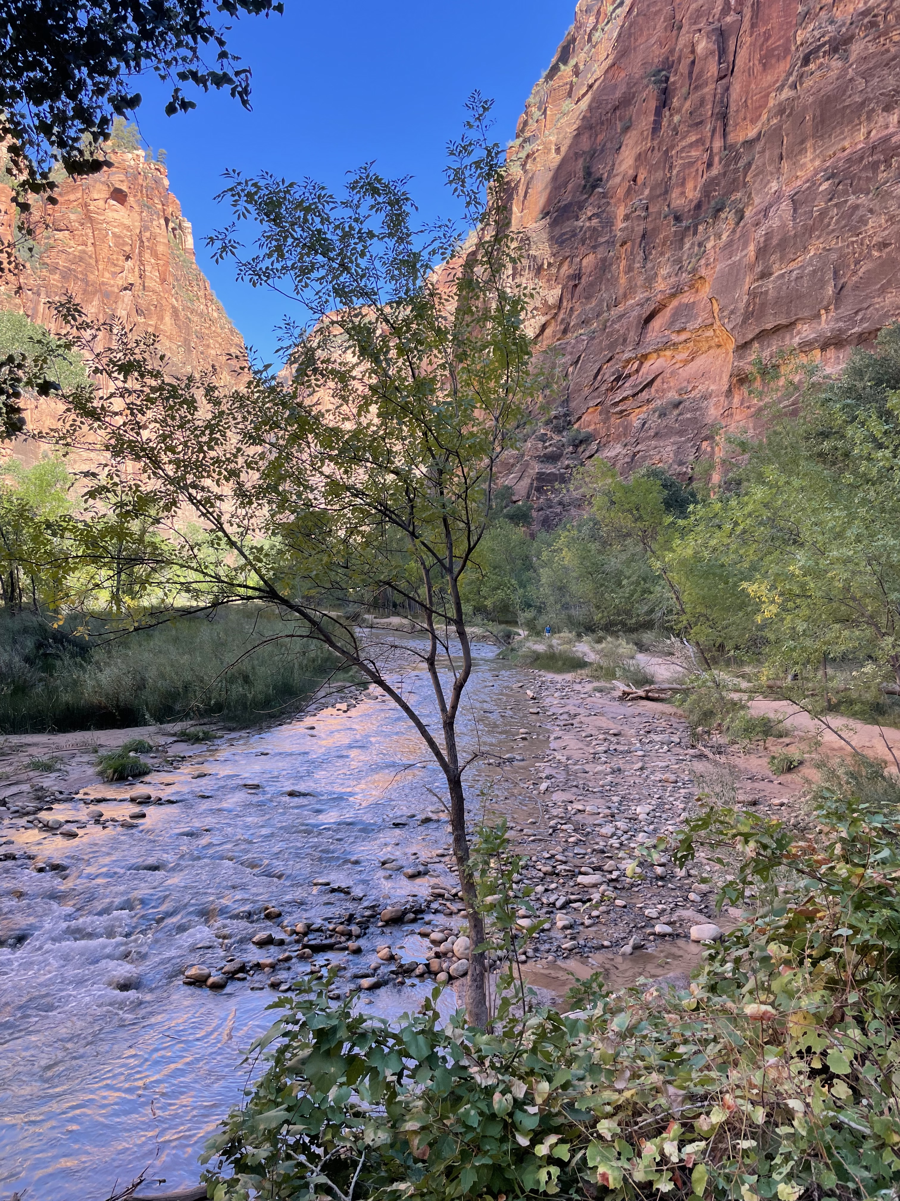 River flowing through Zion National Park canyon with red cliffs and trees