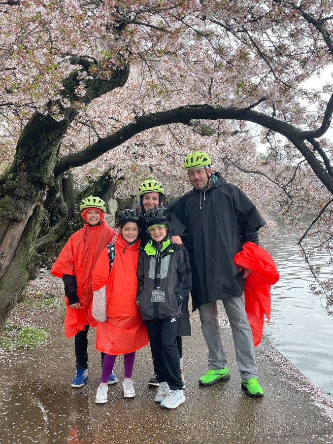 Cherry blossoms blooming in Washington DC during spring