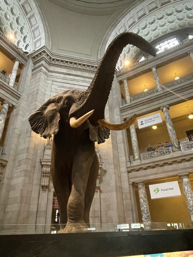 Smithsonian National Museum of Natural History exhibits with kids