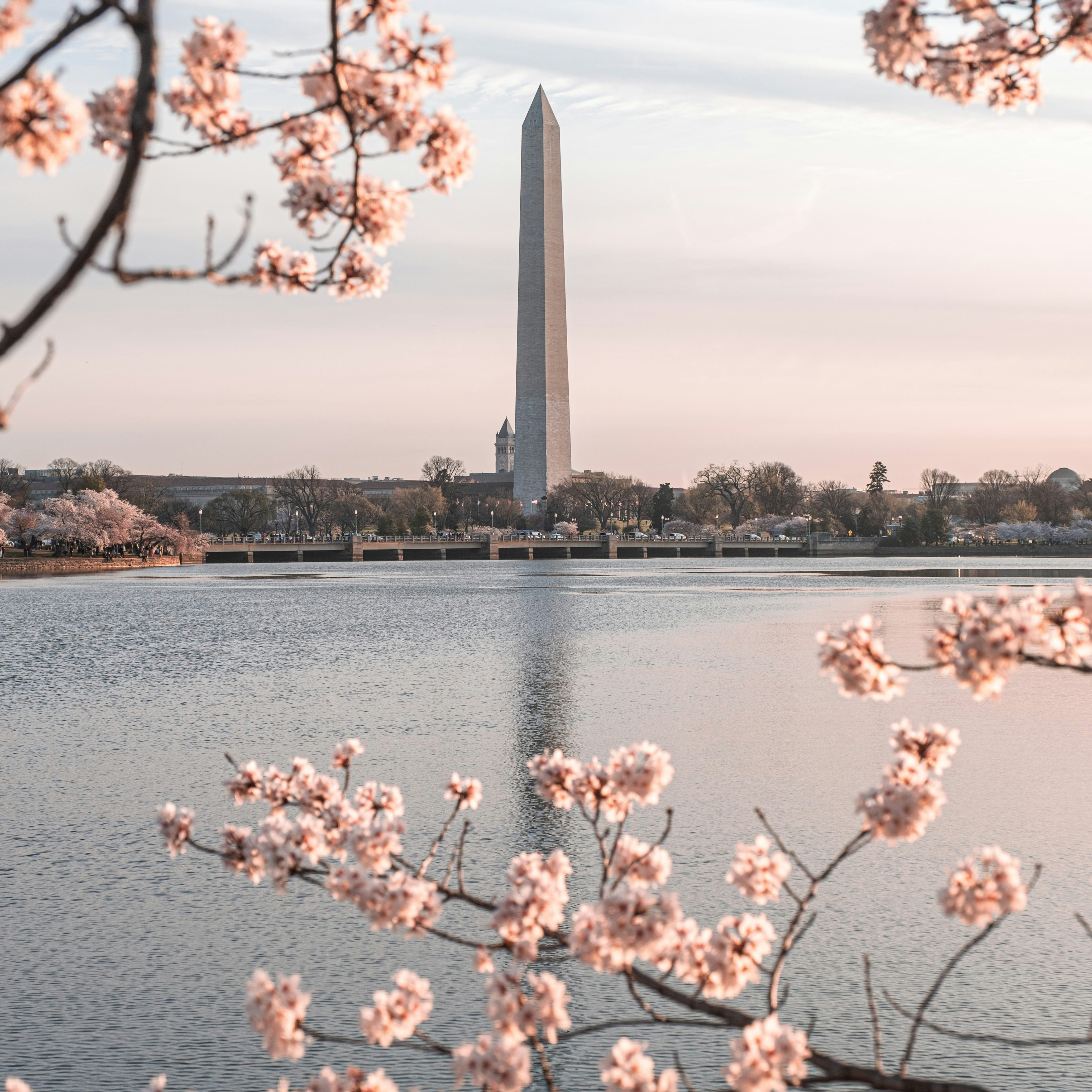 Washington Monument surrounded by cherry blossoms in Washington DC during spring family travel itinerary
