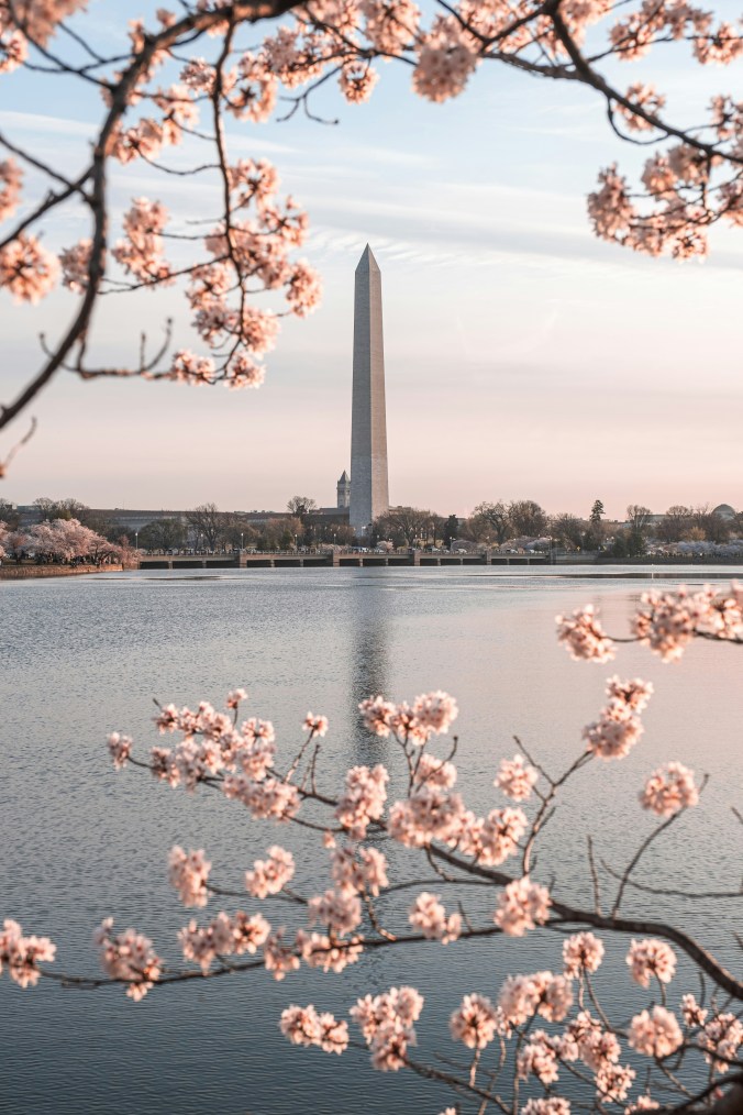 Washington Monument surrounded by cherry blossoms in Washington DC during spring family travel itinerary