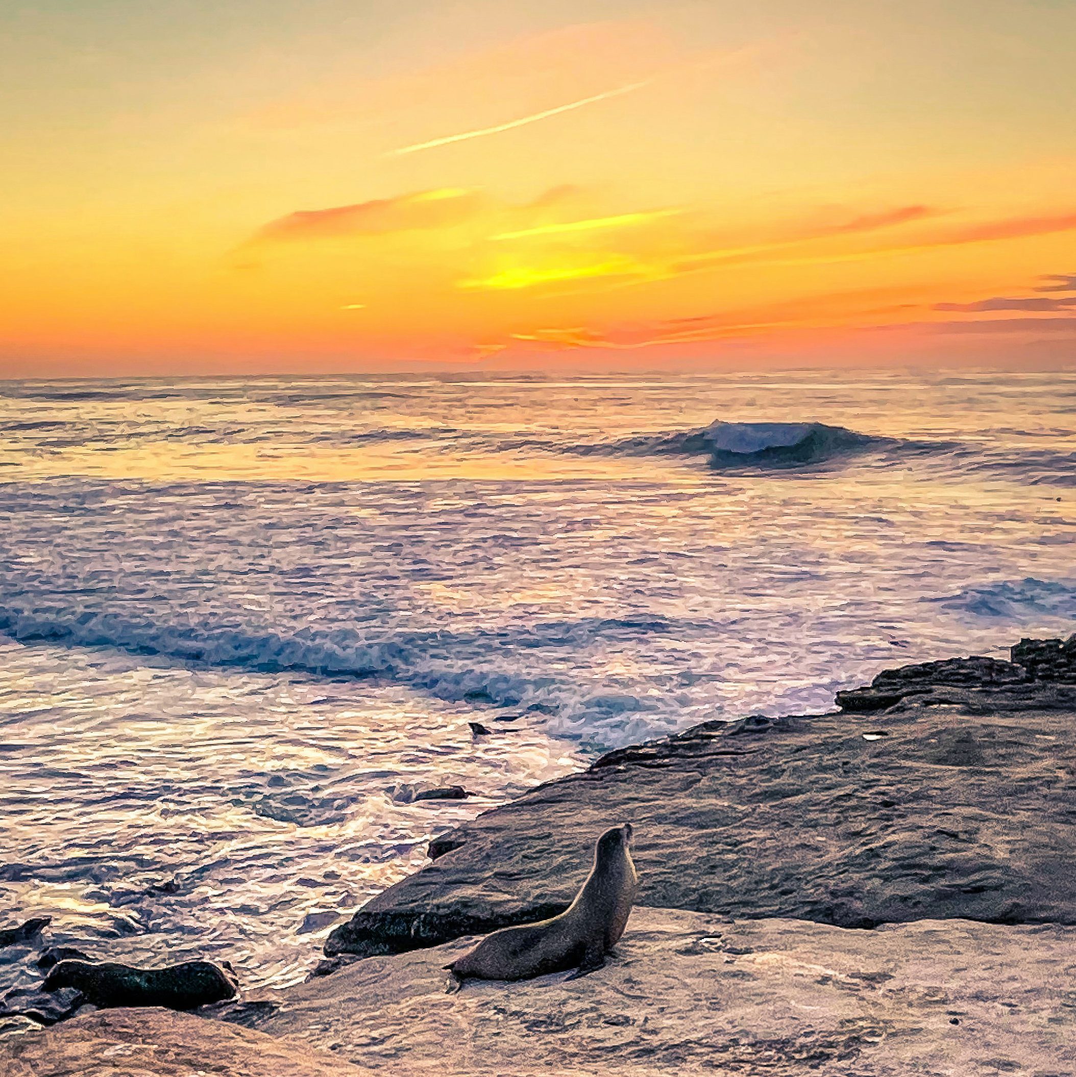 Seal resting on rocks at sunset in La Jolla Cove San Diego California