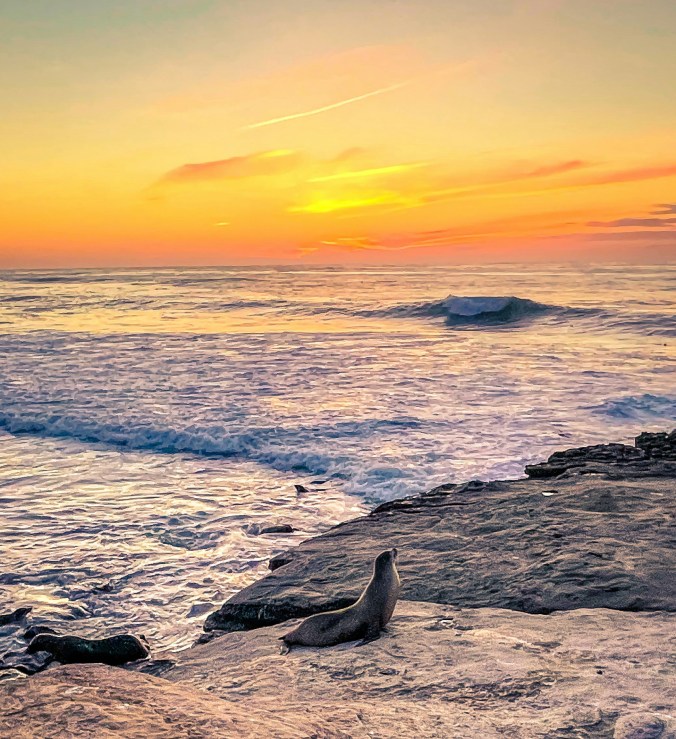 Seal resting on rocks at sunset in La Jolla Cove San Diego California