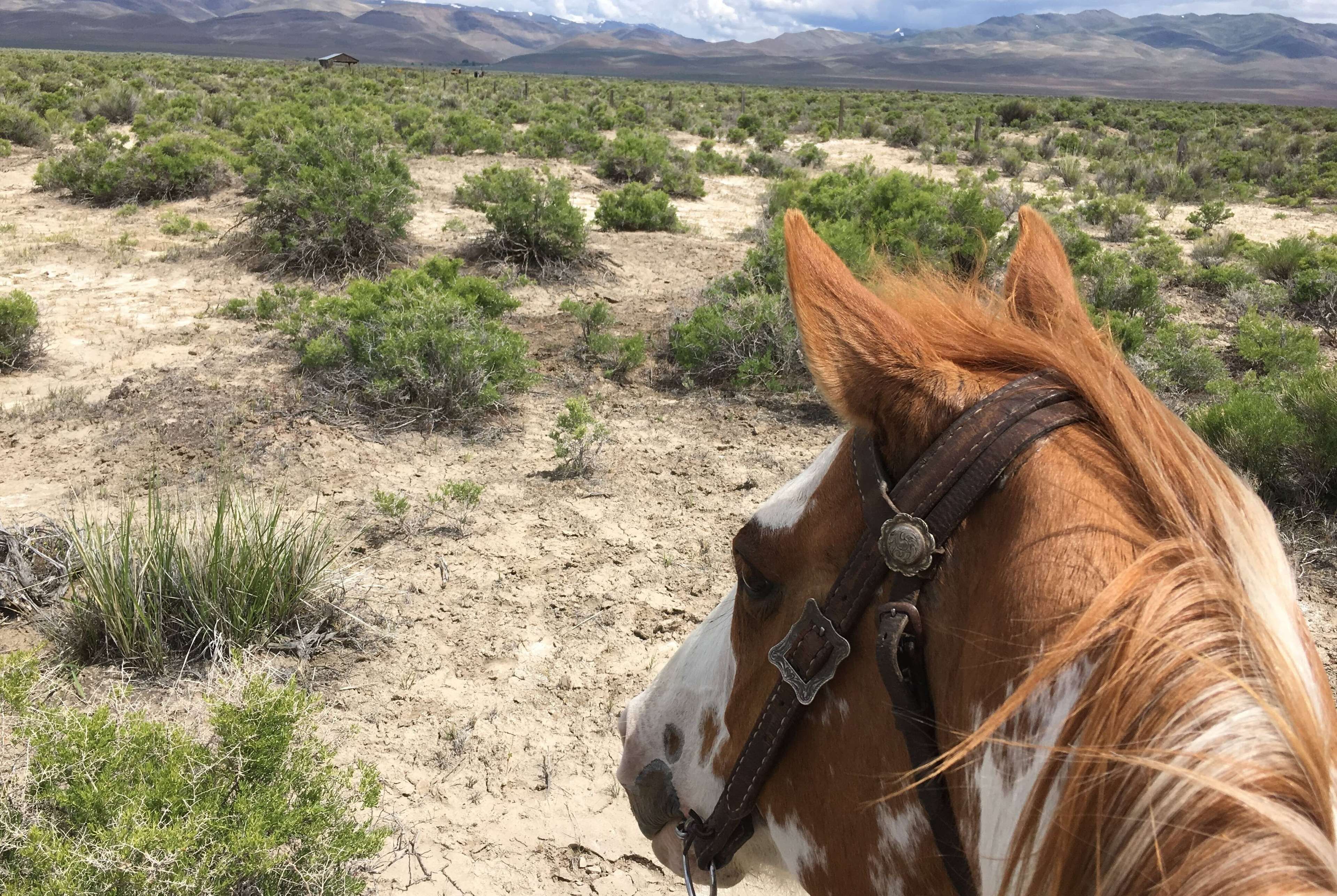 Horseback riding on a desert trail in Tucson Arizona