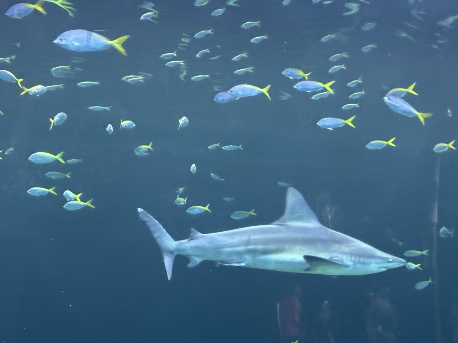 Shark swimming inside Shedd Aquarium in Chicago