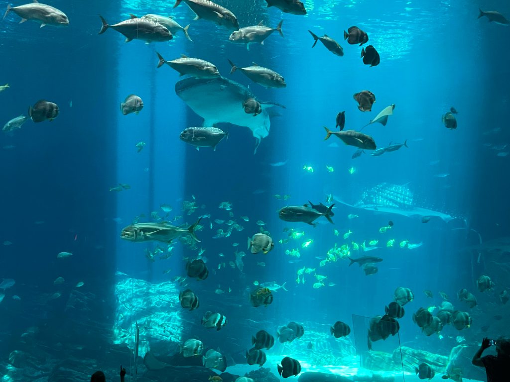 Large blue aquarium tank filled with fish and sea life at Georgia Aquarium