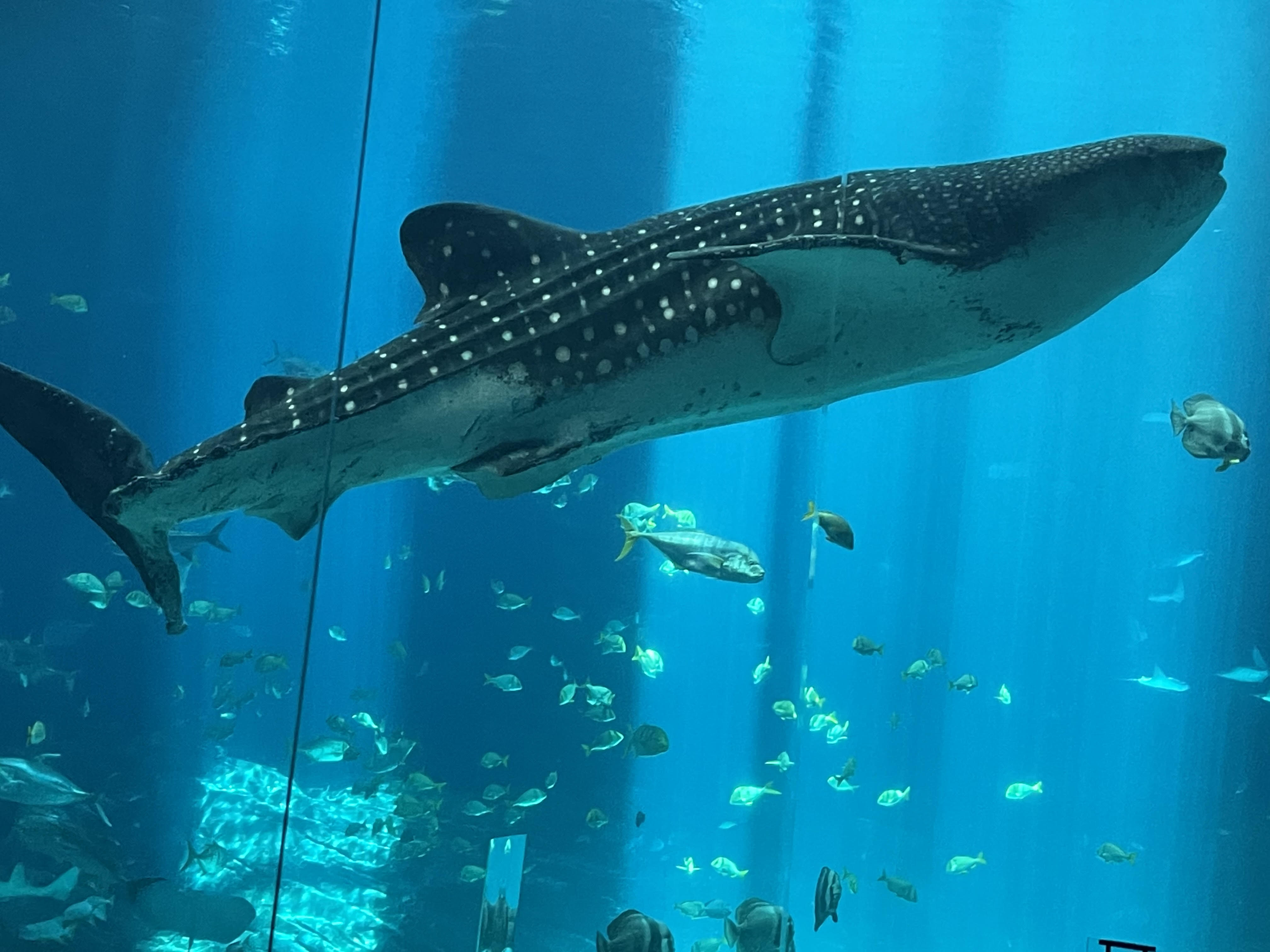 Whale shark swimming inside the large tank at Georgia Aquarium in Atlanta