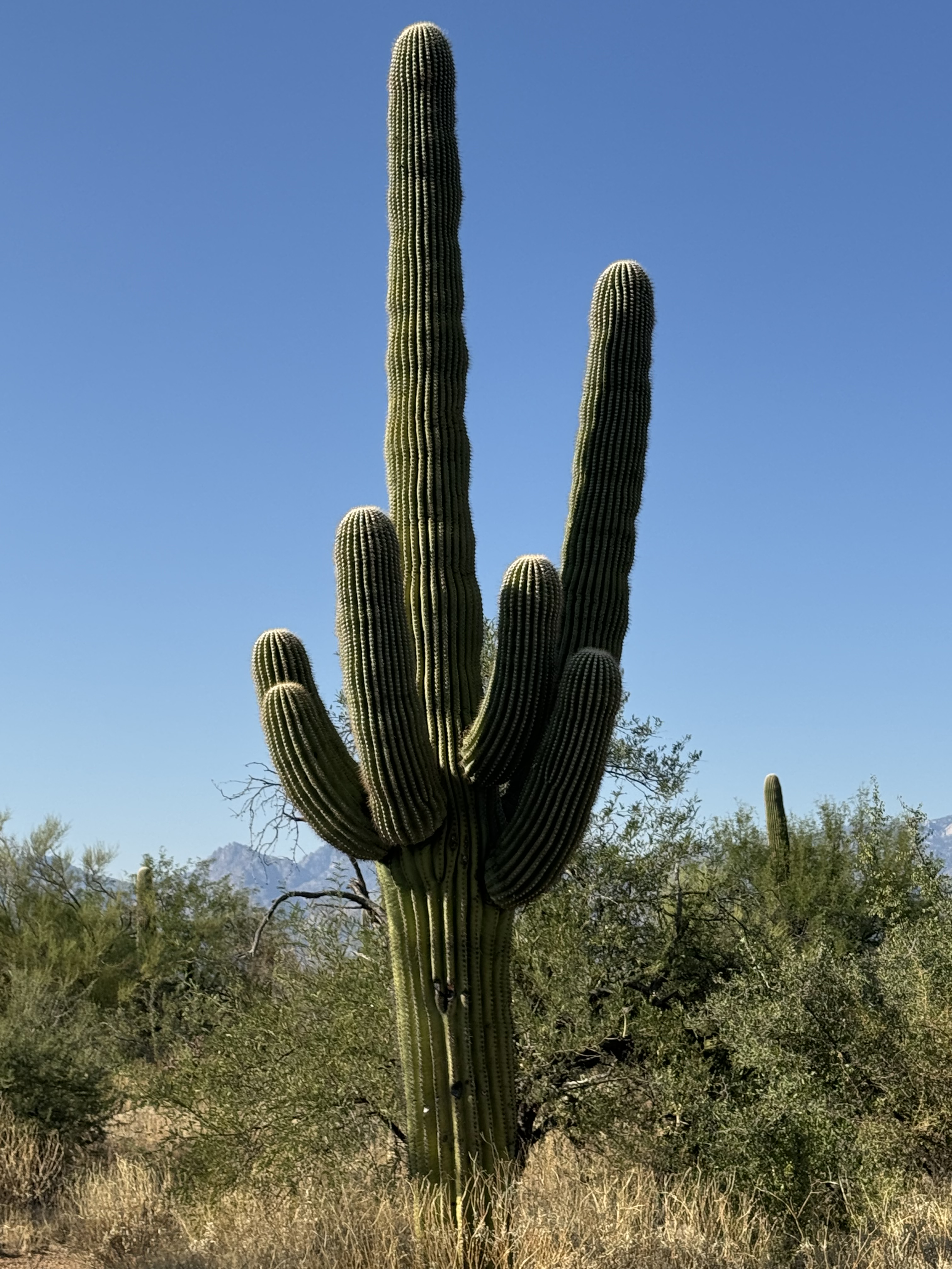 Walking near giant saguaro cactus in Saguaro National Park Arizona