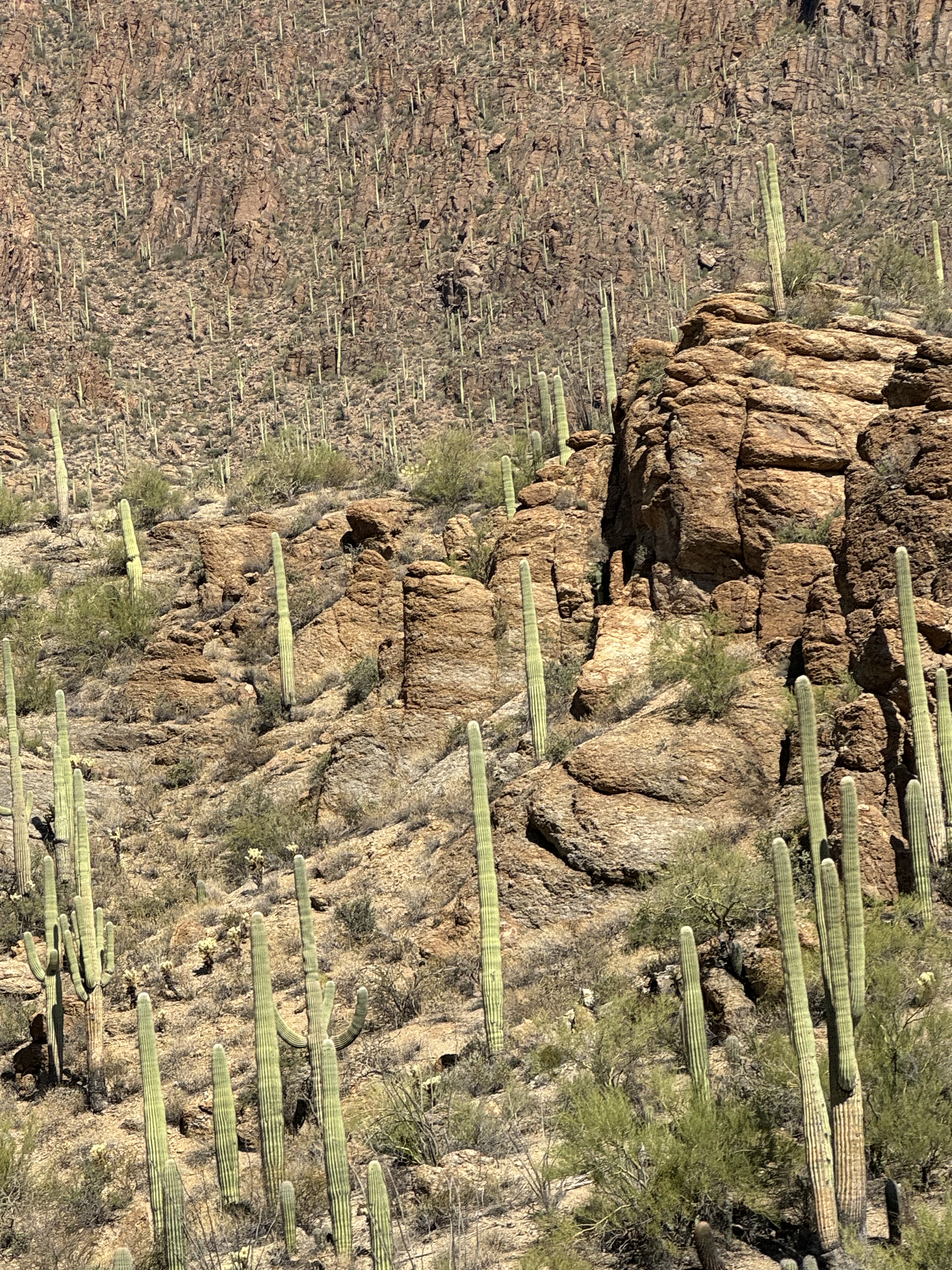 Desert views and cactus landscape at Saguaro National Park near Tucson Arizona