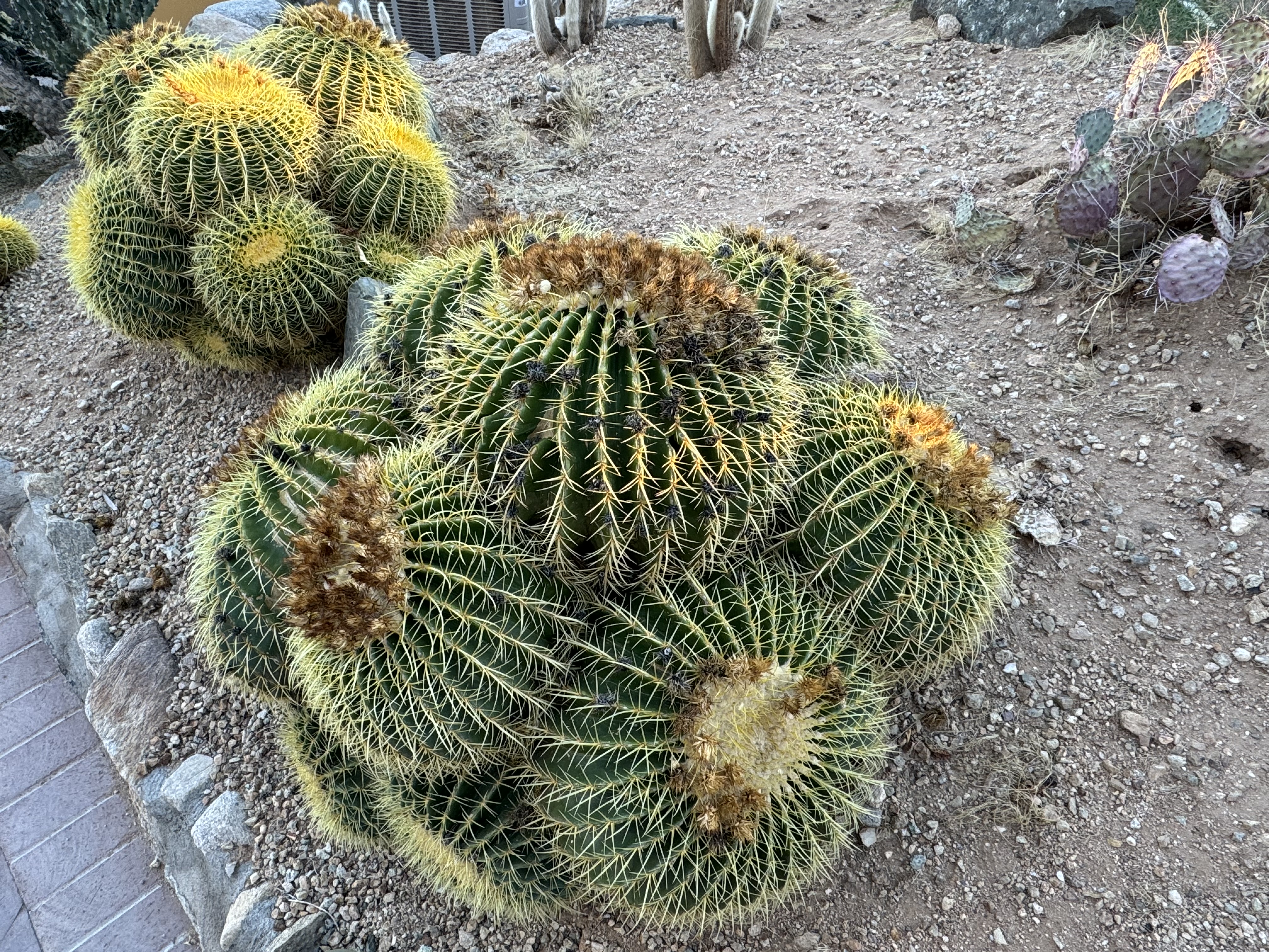 Walking through desert trails at the Arizona-Sonora Desert Museum in Tucson Arizona