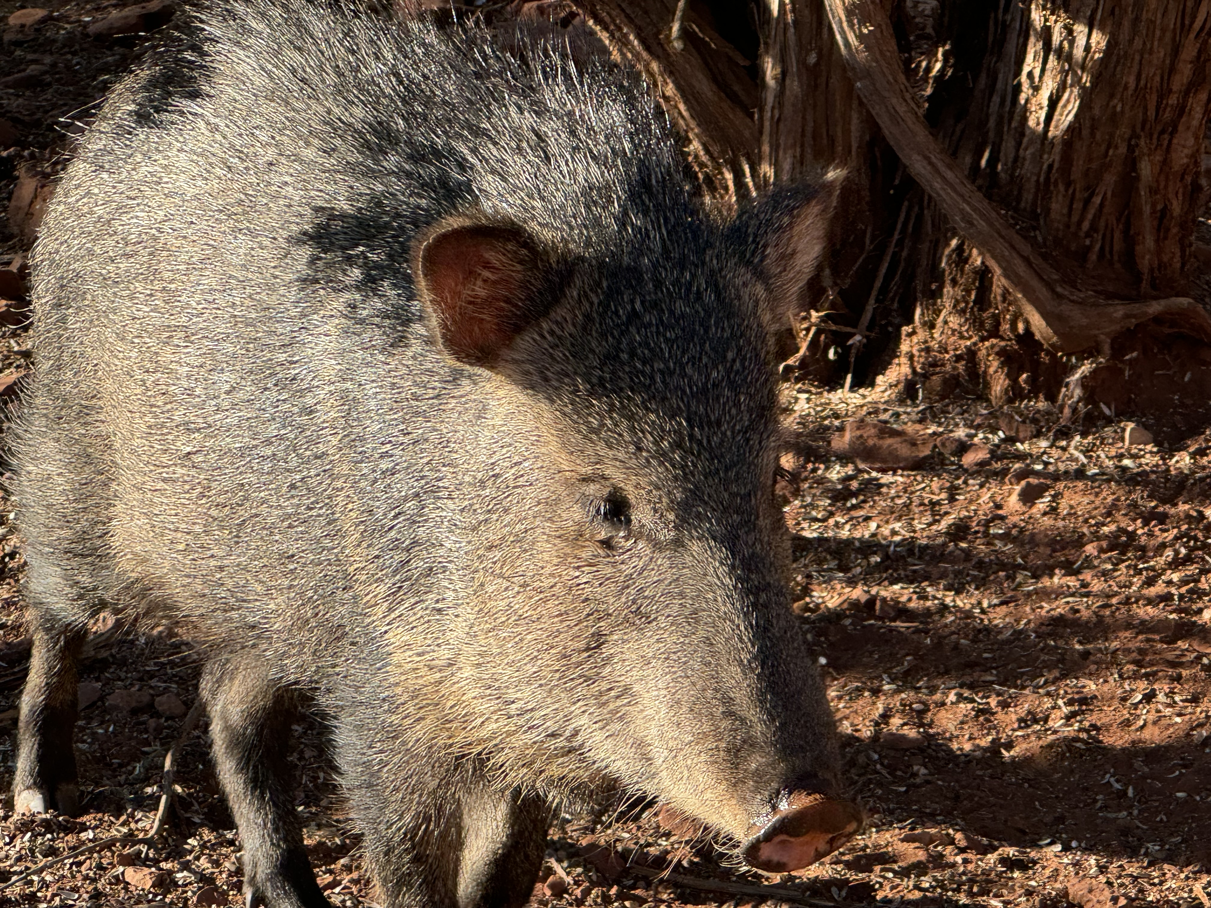 Javelina wildlife in Sedona Arizona