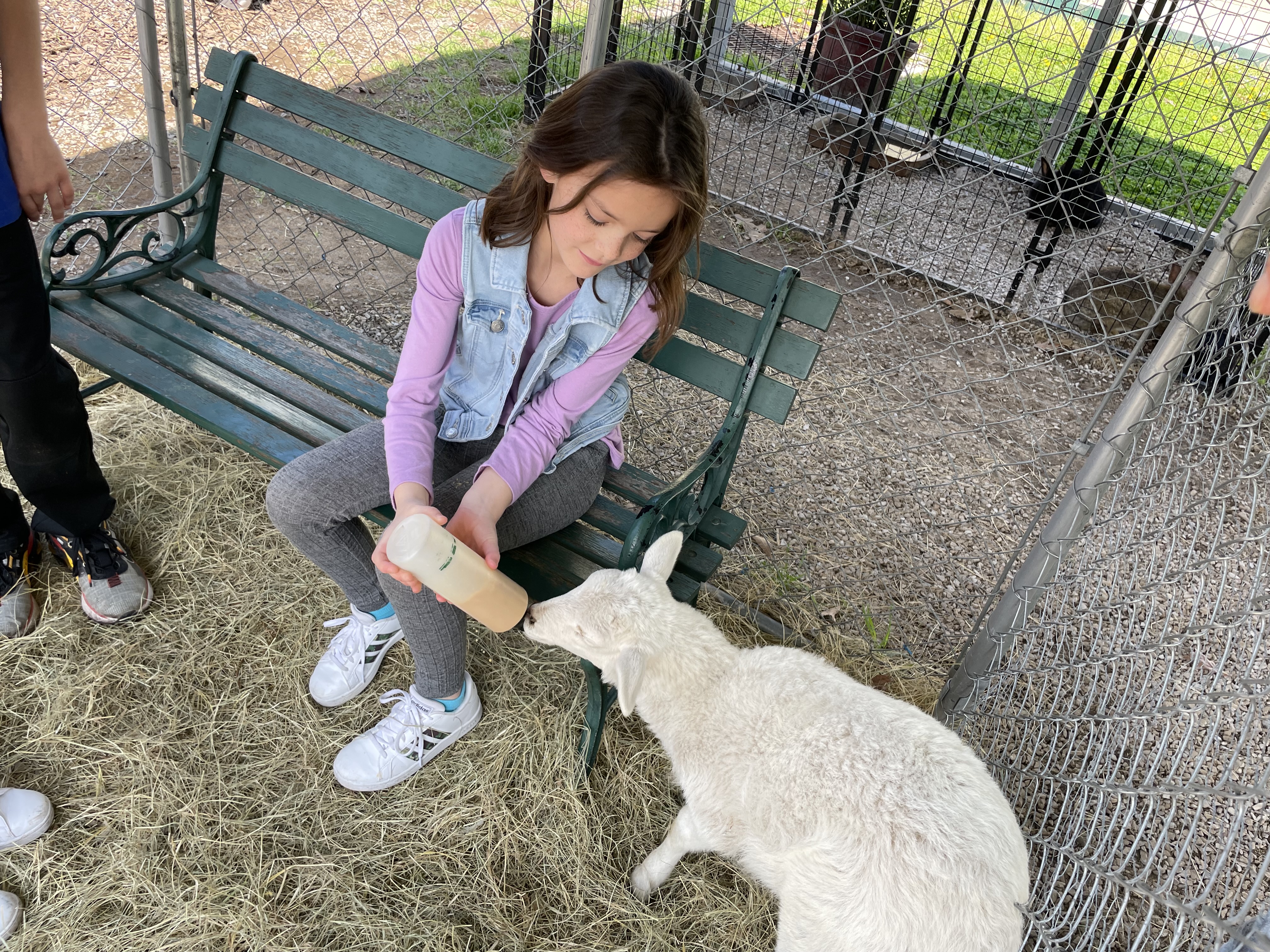 Girl bottle feeding a baby goat at Arkansas Alligator Farm and Petting Zoo in Hot Springs Arkansas
