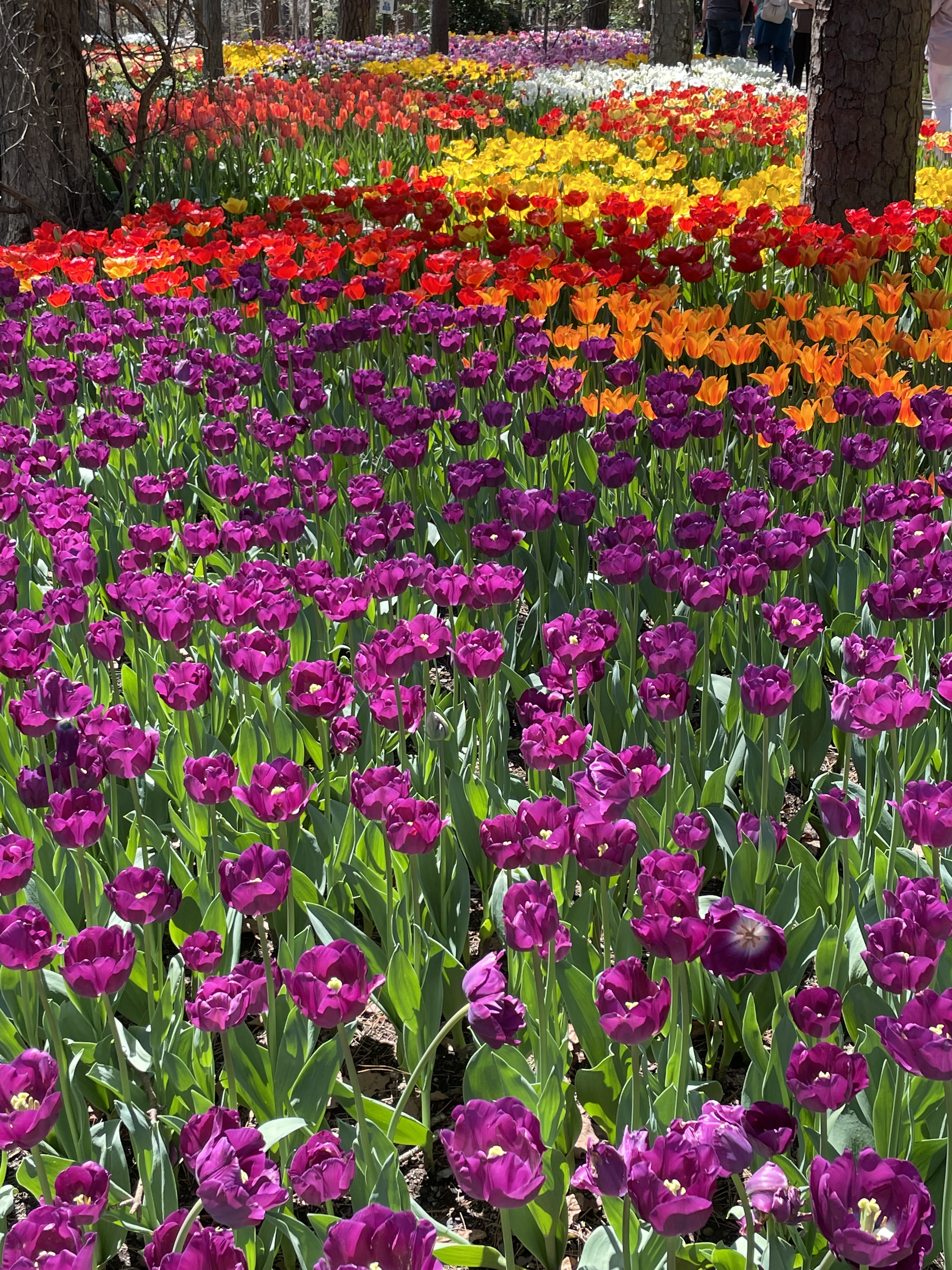 Family photos with tulips at Garvan Woodland Gardens in Hot Springs Arkansas