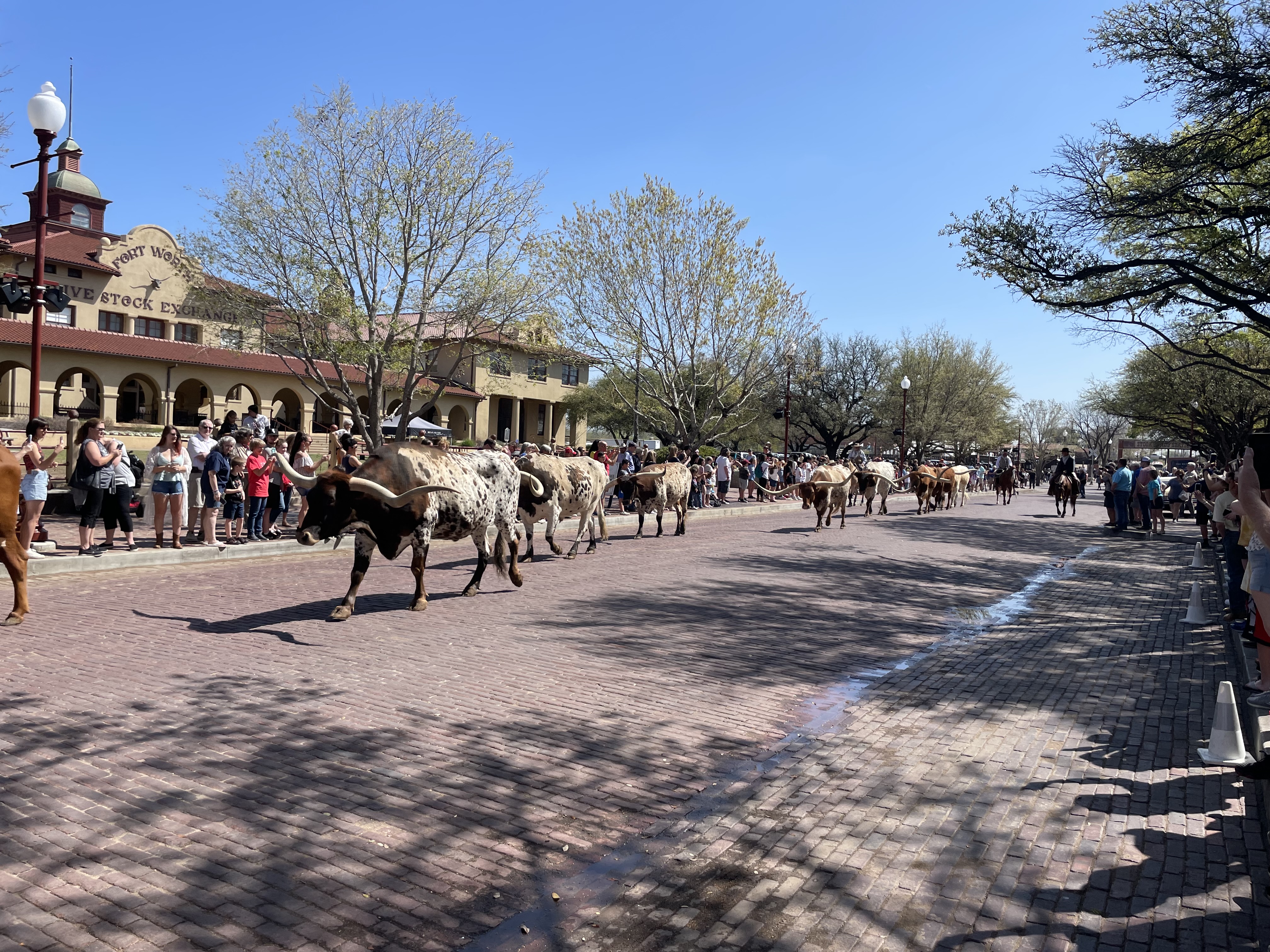 Longhorn cattle drive at the Fort Worth Stockyards