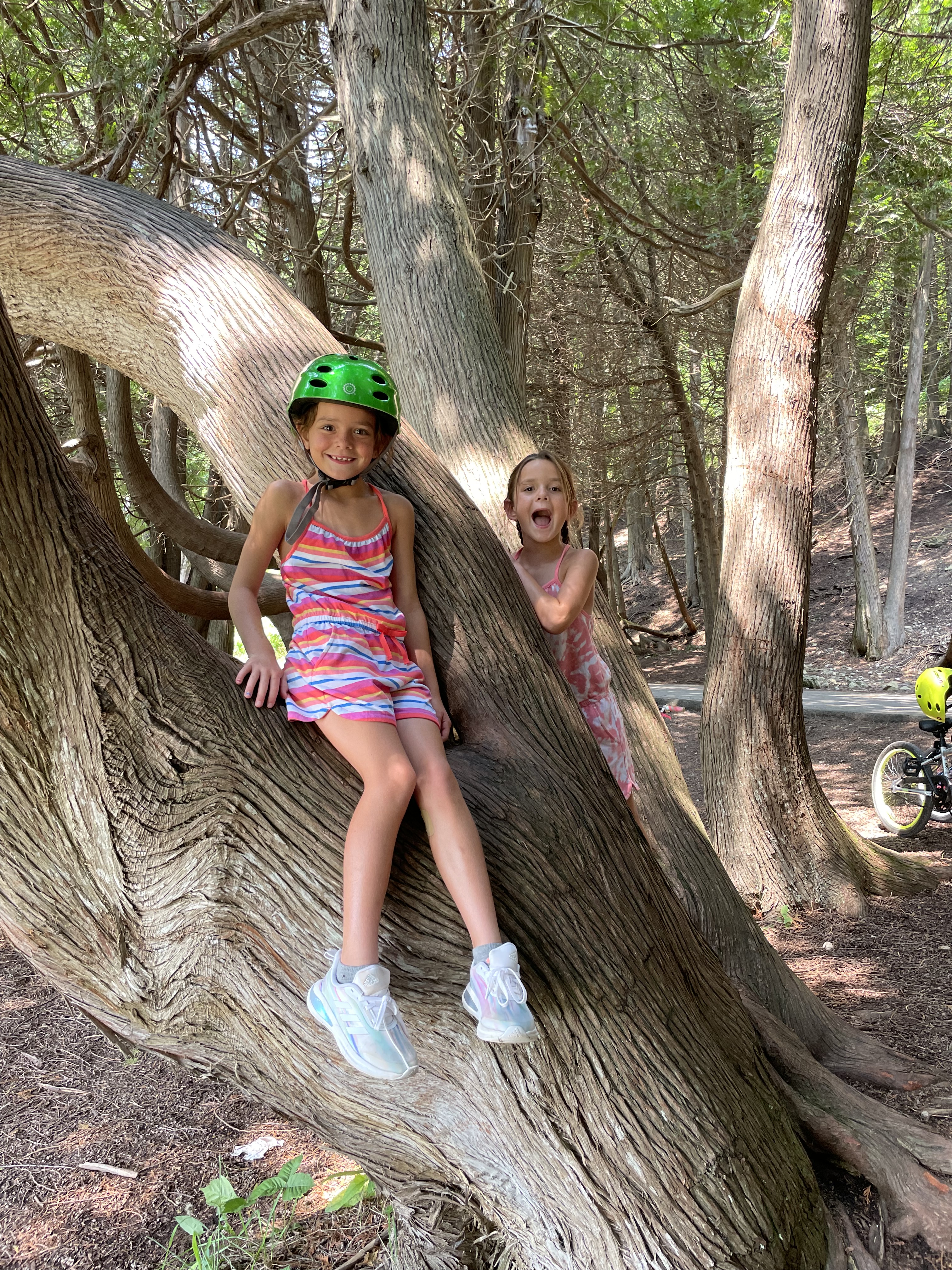 Two young girls posing on a curved tree along a wooded biking trail on Mackinac Island during a family summer trip.