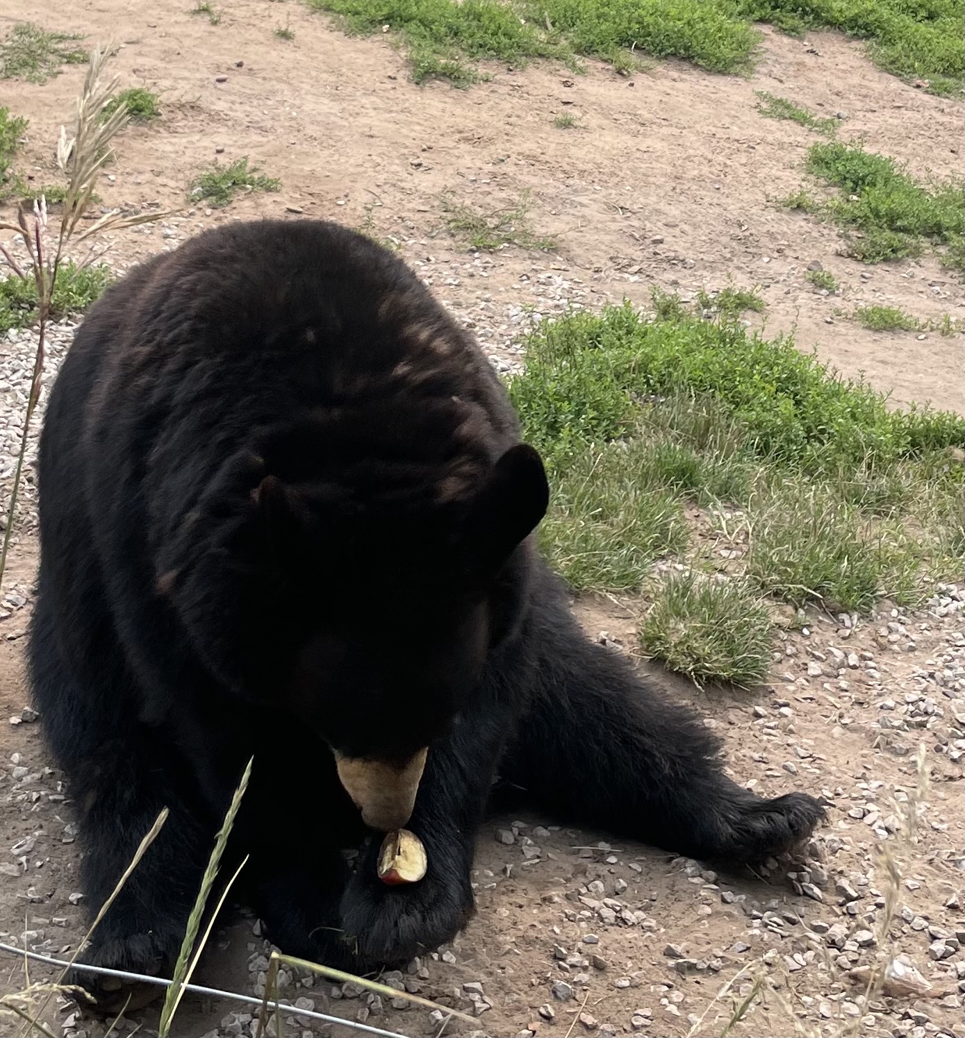 Black bear eating an apple at Oswald's Bear Ranch in Michigan