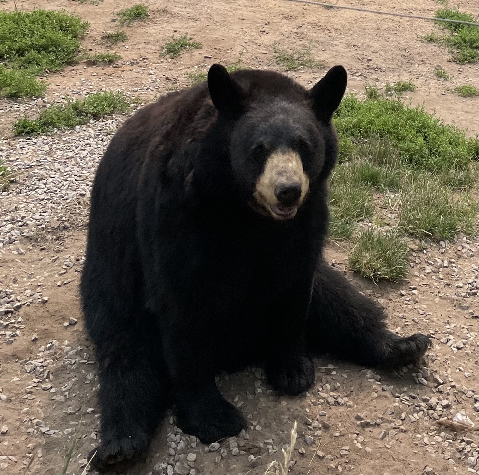 Black bear sitting at Oswald's Bear Ranch in Michigan