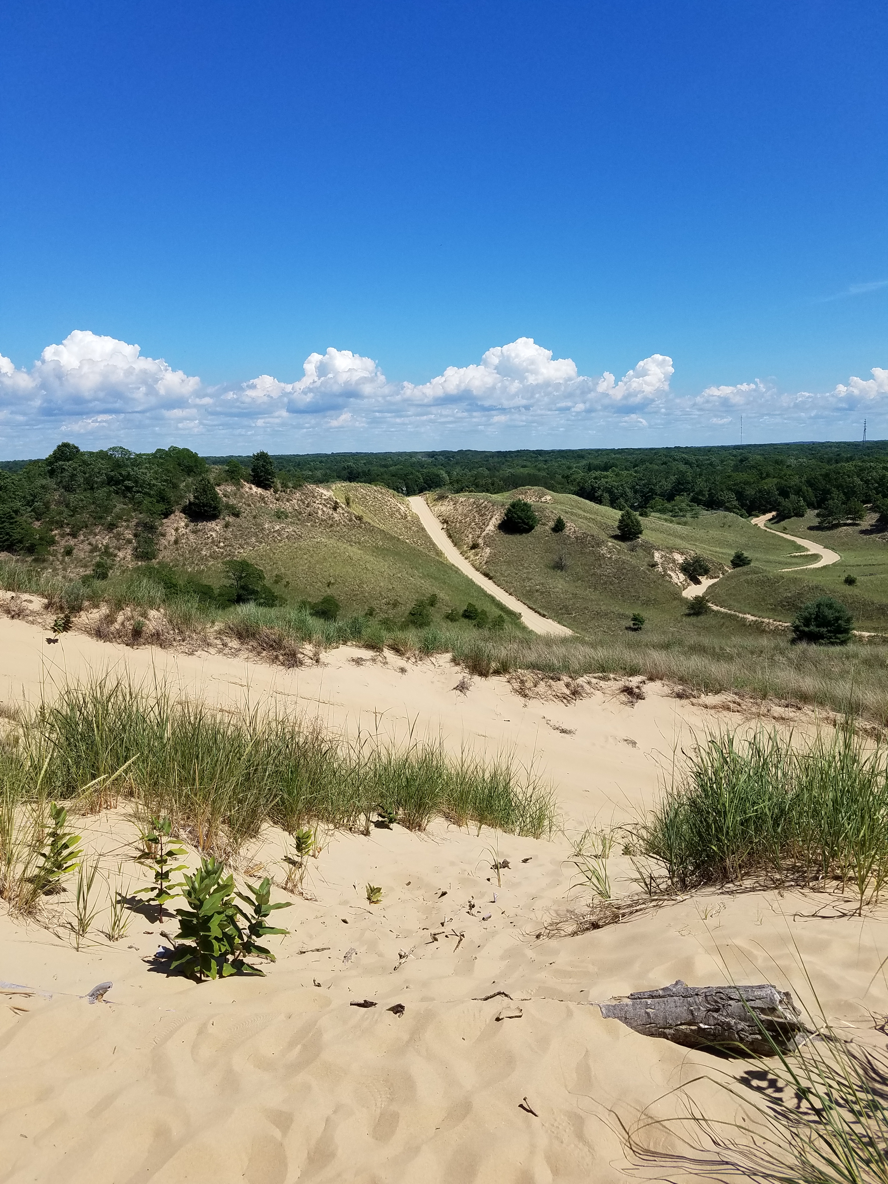 Saugatuck Michigan sand dunes with rolling hills, beach grass, and blue sky