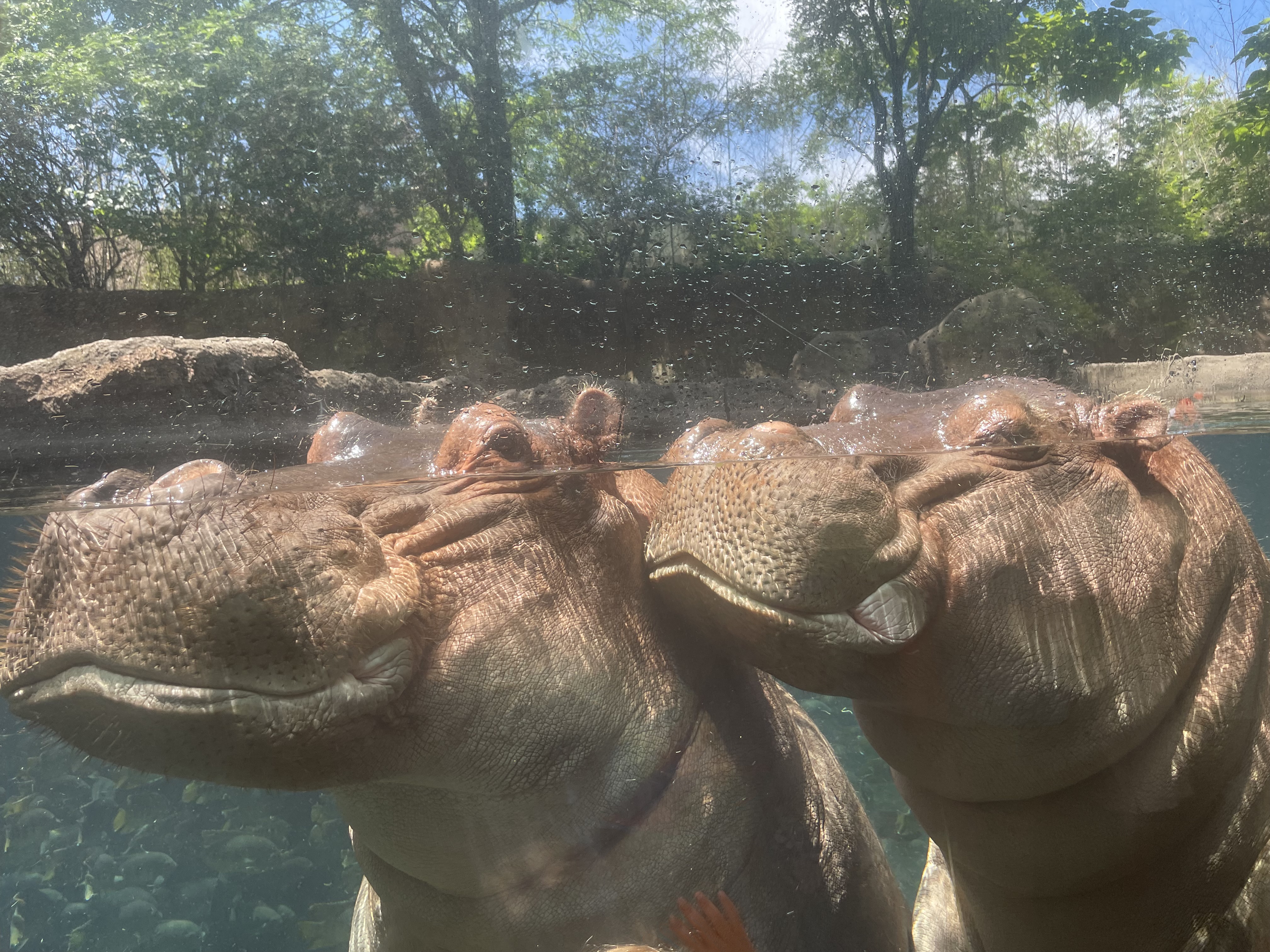 Hippos swimming underwater at the St. Louis Zoo