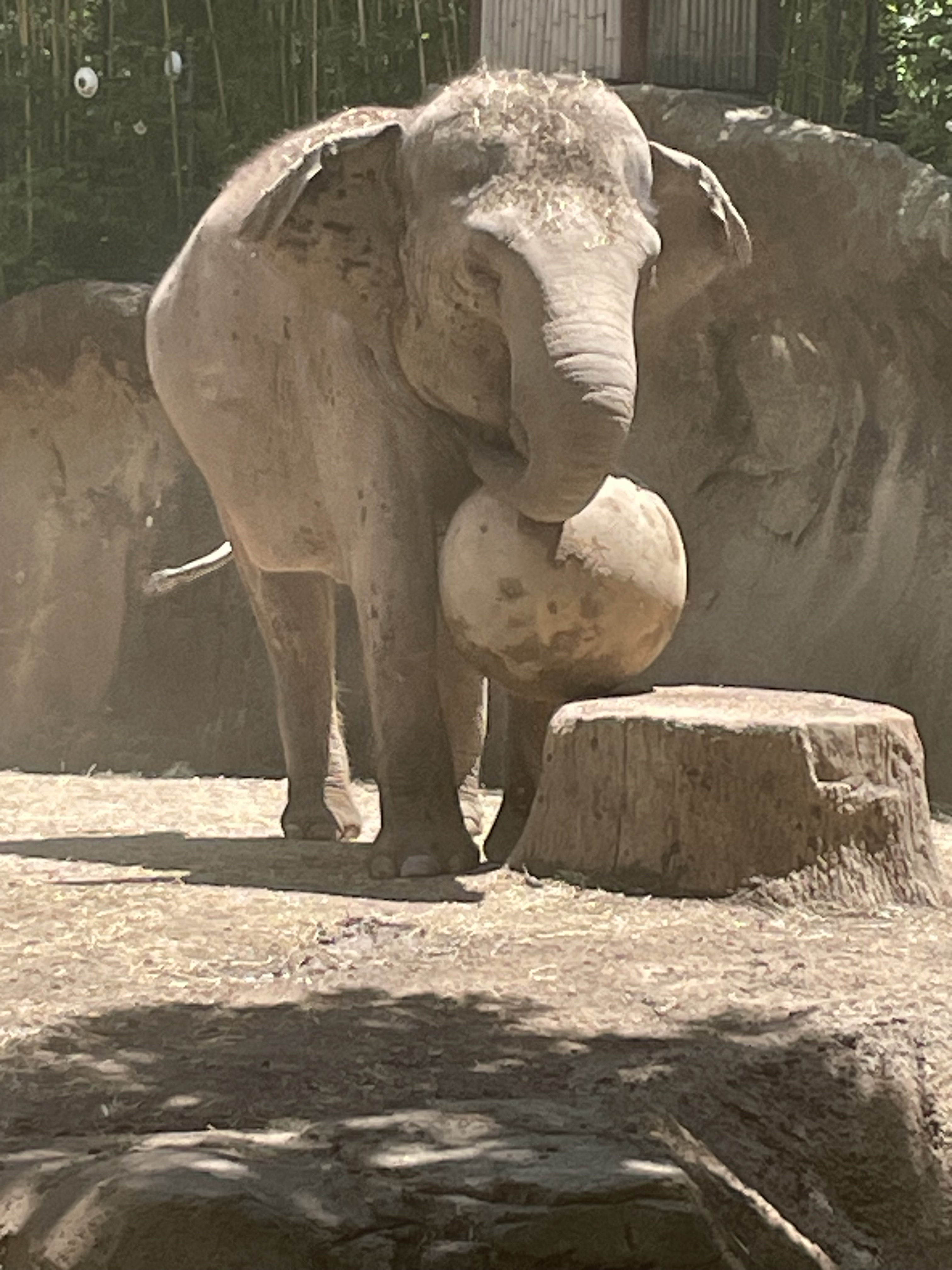 Elephant playing with enrichment ball at the St. Louis Zoo