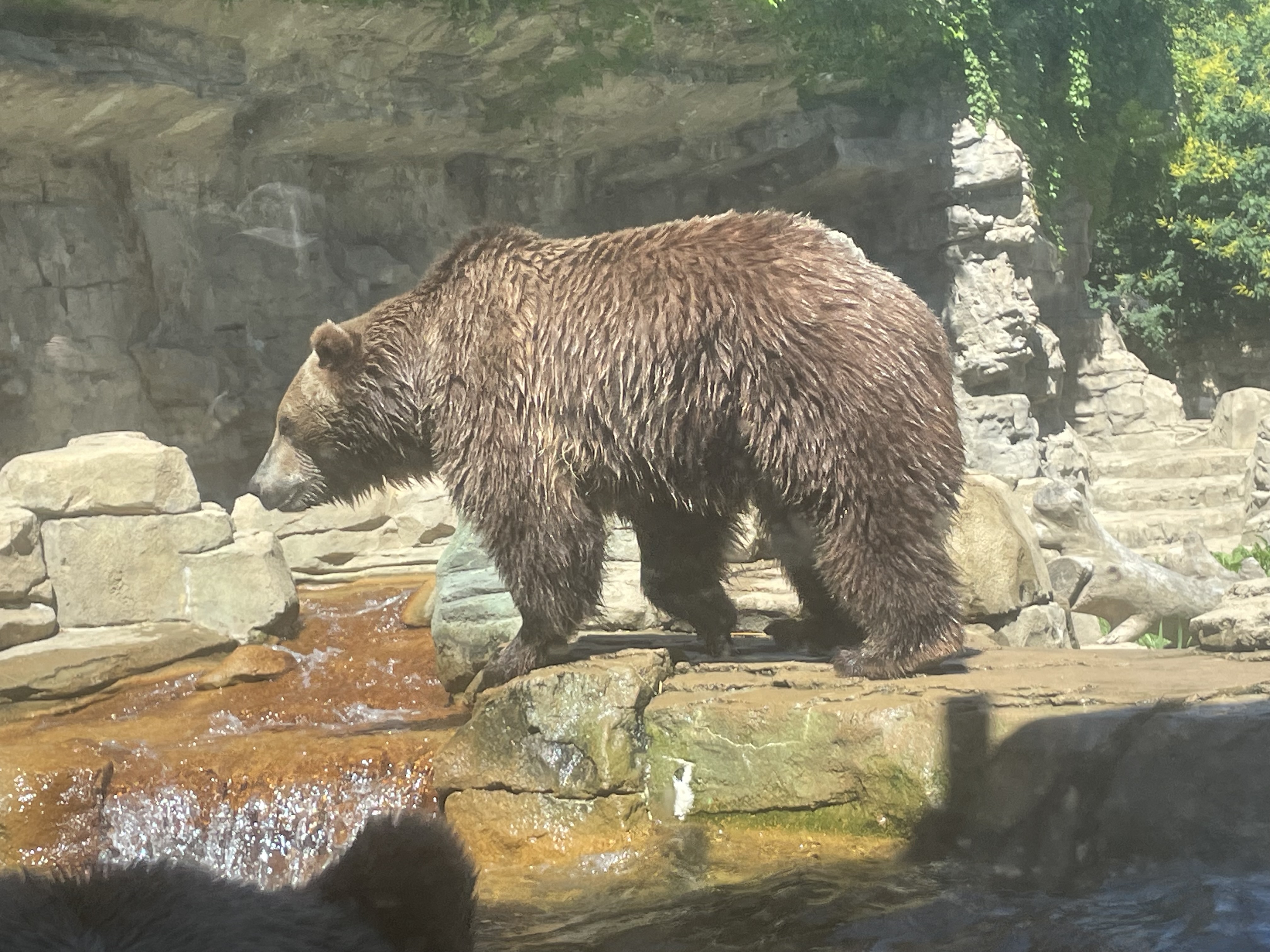 Bear walking through habitat at the St. Louis Zoo